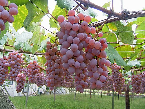 Koshu (grape)